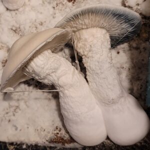 Albino Crooked Mystery Spore Swabs