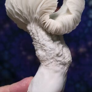 Crooked Mystery Spore Swabs
