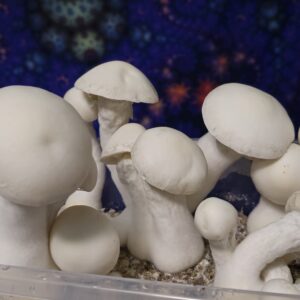 Albino Gumby Spore Swabs