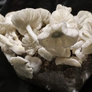 Albino Huautla Spore Swabs