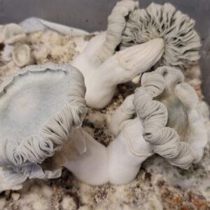 Albino Normak Spore Swabs