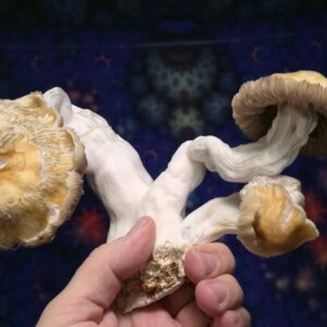 Chupacabra 'Bowl Cap' Spore Swabs