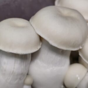 Albino DCMak UFO Spore Swabs