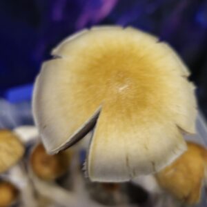 Digital Samurai Spore Swabs