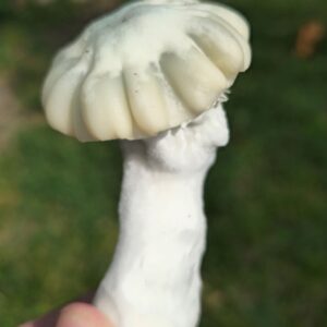 El Blanco Spore Swabs