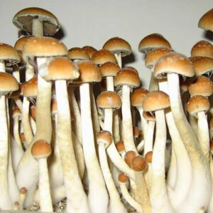 Psilocybe cubensis